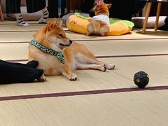 -逗柴咖啡屋·狗咖猫咖宠物桌游