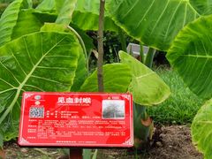 -广西壮族自治区药用植物园