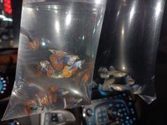 -华声天桥民俗文化园