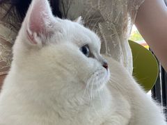 -乐琪宠物医院·犬猫专科·骨外科·急重症