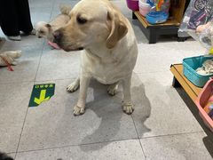 -FAELING PETS美天灵宠物(富力广场店)