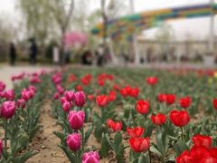 景点-南宫五洲植物乐园