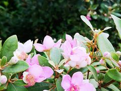 -中国科学院华南植物园