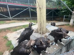 -西霞口神雕山野生动物世界