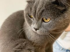 -猫在这儿猫咪咖啡馆·撸猫馆