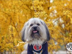 -超宠爱宠物摄影-Super pet