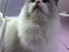 -极木²邸 人与宠物·互动社区