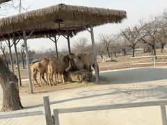 -西安秦岭野生动物园