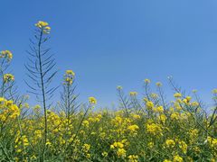 -桑洲油菜花景区