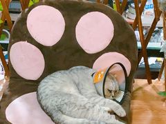 -李小姐の猫咖啡馆(五角场店)