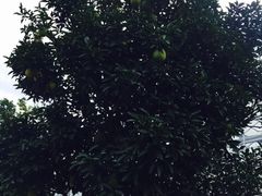 -南通洲际绿博园