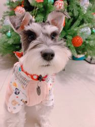 -Adore nail日式美甲美睫