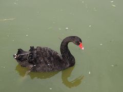 -池杉湖湿地公园