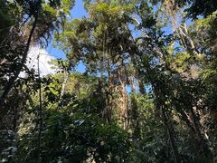 -热带雨林自然公园