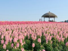 -径山花海