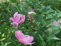 -合肥滨湖国家森林公园