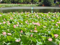 -荔湾湖公园