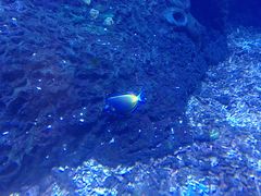 -OPEN開全日自助餐厅·牛肉火锅·海鲜(佛山希尔顿酒店)