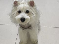 -瑞鹏动物医院宠美康(扬子江路分院)