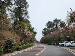 -铁山坪森林公园