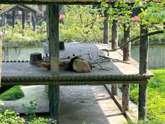 -中国大熊猫保护研究中心雅安碧峰峡基地