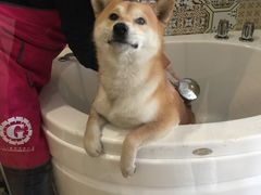 -Double Rui宠物酒店
