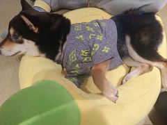 -逗柴咖啡屋·狗咖猫咖宠物桌游
