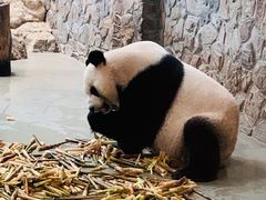 景点-成都大熊猫繁育研究基地