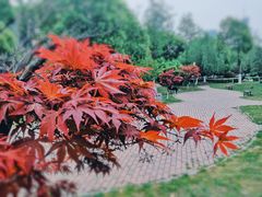 -天鹅湖体育公园