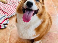 -爱佳宠物中心医院·骨外科·猫专科·急重症(瑶海万达店)