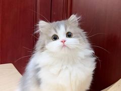 -猫十亿·布偶金渐层·曼基康矮脚猫舍(青年路店)