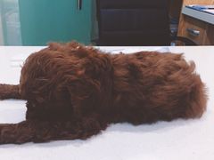 -菲尔斯特宠物医院