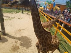 -西霞口神雕山野生动物世界