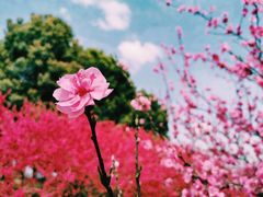 -秀丽东方