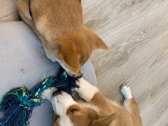 -浣熊柯尔鸭土拨鼠·电玩咖