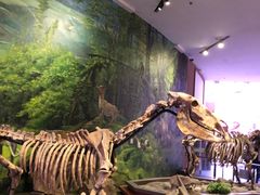 -陕西自然博物馆