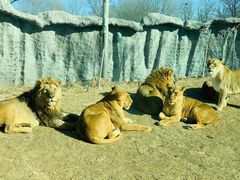 -北京野生动物园
