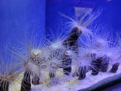 -上海海洋水族馆