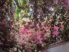 -深圳国际园林花卉博览园