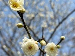 -梅花山(明孝陵内)
