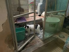 -猫咪博物馆(顶澳仔猫街店)