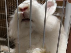 -猫猫幼稚园·撸猫·桌游·电玩