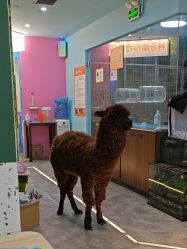 -神奇动物撸宠馆·羊驼·小浣熊·异宠(豫园店)