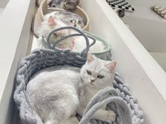 -怪兽屋·羊驼·猫咖·狗咖(俊华广场店)