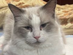 -中农国际动物医院24小时·猫科·骨科·急重症中心