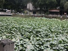 -巴山一绝烤全羊(三圣乡刘家花园店)