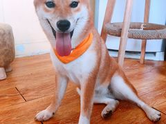 -柴犬高等学院·狗咖·柴犬售卖·宠物训练