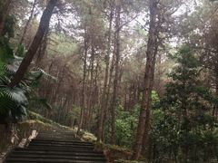 -铁山坪森林公园