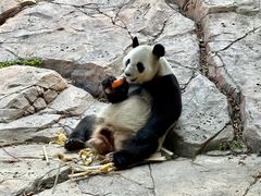 -广州长隆野生动物世界