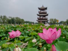 -白洋淀景区